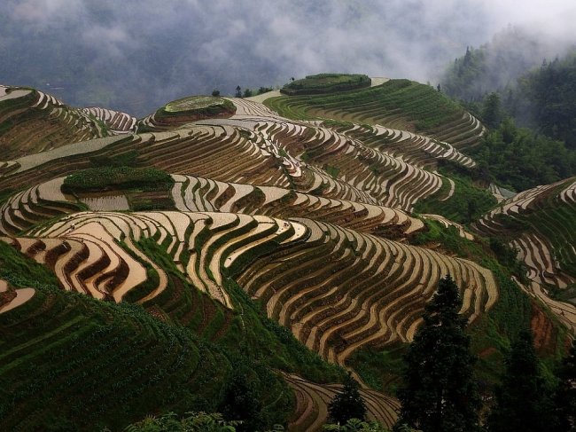 Рисовые террасы в Китае