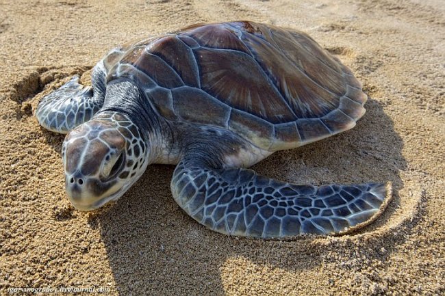 Зеленые морские черепахи в Индонезии