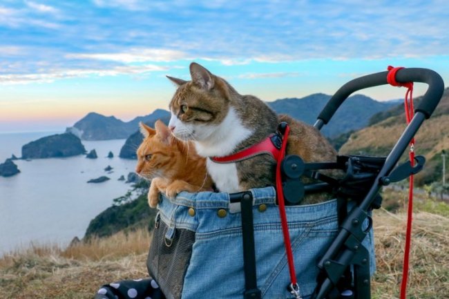 Кошки-путешественницы из Японии