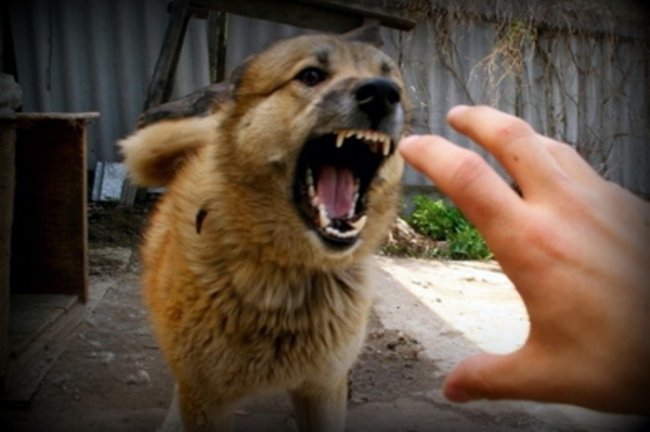 Как вести себя при нападении собаки