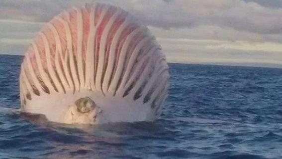 Инопланетный корабль или мертвый кит? Рыбаки нашли странный объект в море