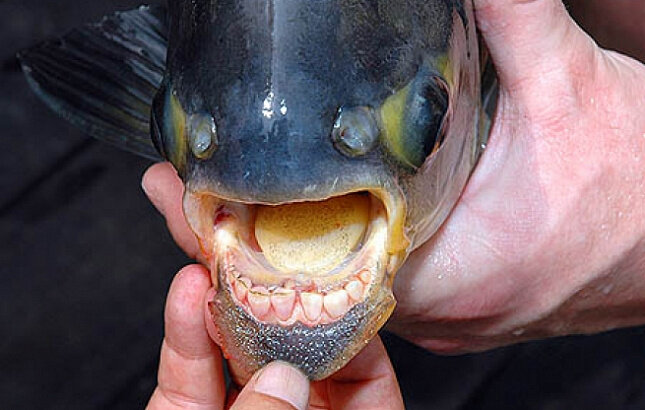 В Таиланде обнаружили чудо-рыбу