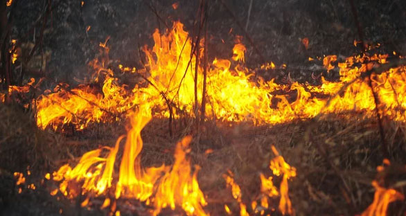 Как Россия боролась с лесными пожарами в 2018м