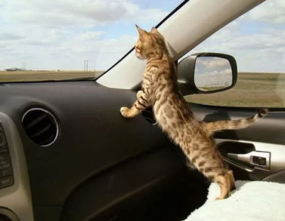 Кошка каталась на крыше автомобиля с бешеной скоростью