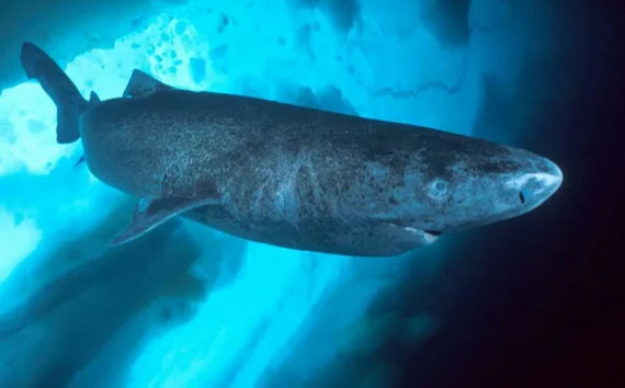 500 летняя акула и ещё 5 долгожителей животного мира