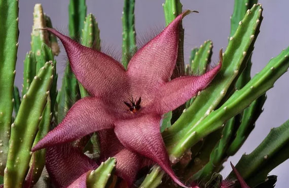 Стапелия: интересное растение с необычным запахом цветов