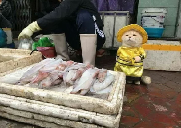 Во Вьетнаме замечен необычный торговец рыбы по имени кот Чо