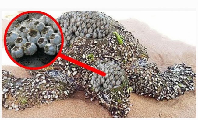Маленькие создания буквально прогрызли панцирь бедной черепахи
