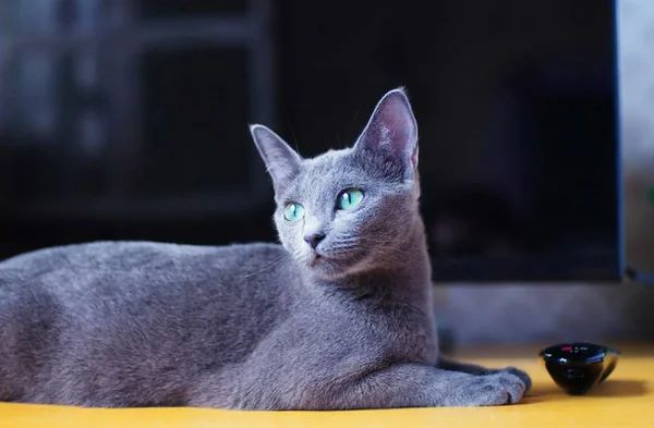 12 самых умных пород кошек