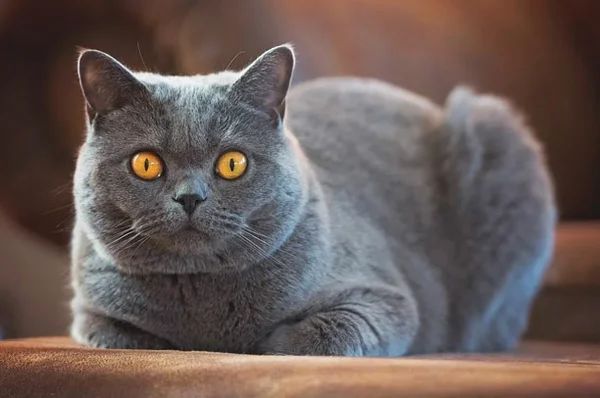 12 самых умных пород кошек