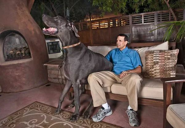 5 реально огромных собак. Самые большие собаки в мире