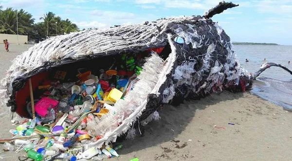 Появление этого кита удивило весь мир. Страшные проблемы экологии: как долго вытерпит планета?