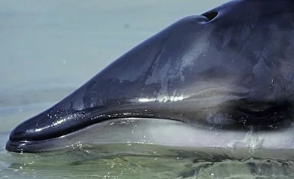 Появление этого кита удивило весь мир. Страшные проблемы экологии: как долго вытерпит планета?