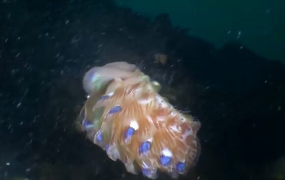 10 самых жутких существ из океанских глубин