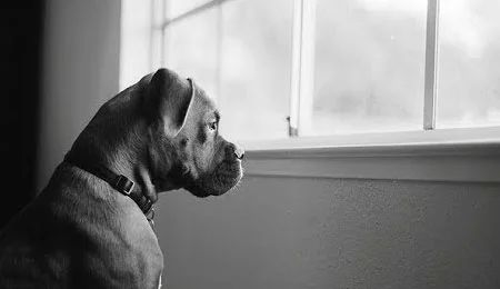 Собака постоянно смотрела в окно. Когда хозяйка узнала, почему, её охватили эмоции