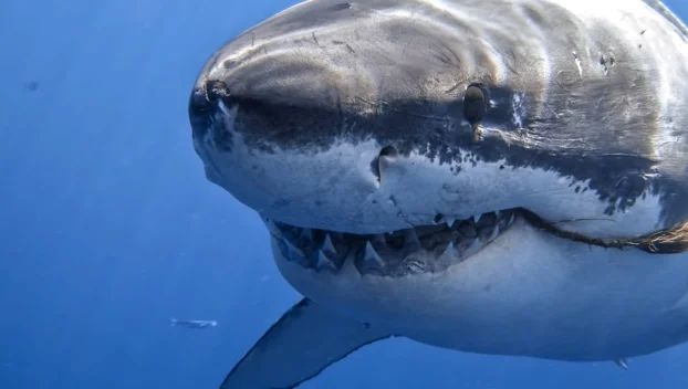 Необычные находки из акульих желудков