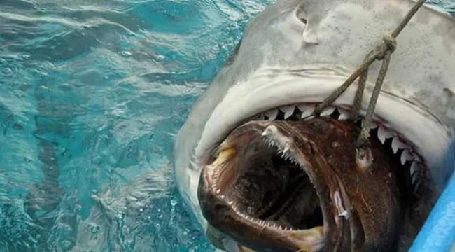 Необычные находки из акульих желудков