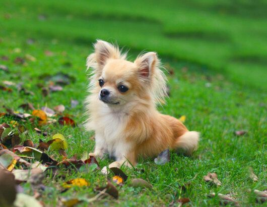 Самые маленькие собаки в мире