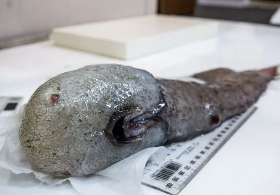 Рыбаки поймали невиданное ранее существо: самые необычные уловы