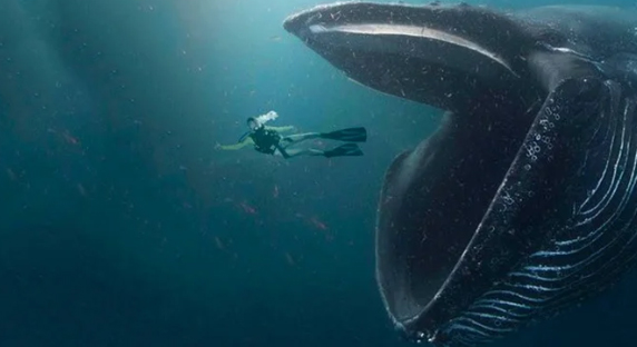 Что произойдет с тем, кто попал в пасть кита?