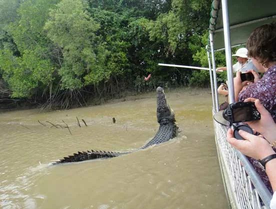 8 самых крупных крокодилов мира