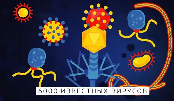 Вирусы: виды, устройство и способы заражения клетки