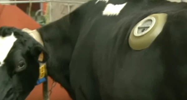 5 невероятных коров, о которых интересно узнать