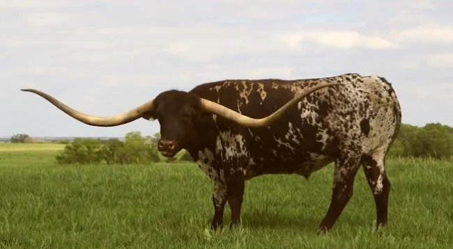 5 невероятных коров, о которых интересно узнать