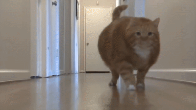11 наиболее толстых животных в мире