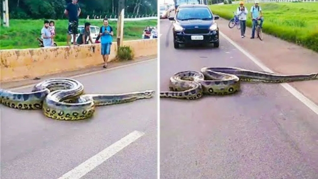 10 необычных встреч с огромными змеями, снятых на камеру