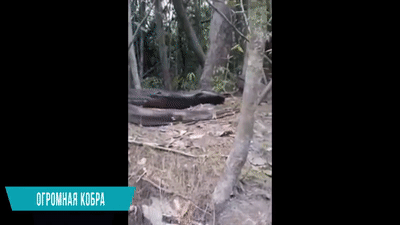 10 необычных встреч с огромными змеями, снятых на камеру