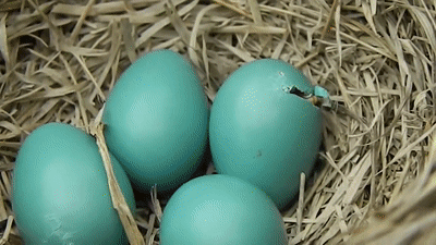 Десять самых необычных яиц различных животных