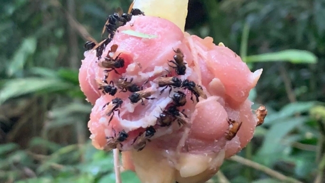 Пчёлы-стервятники делают мёд из мёртвой плоти