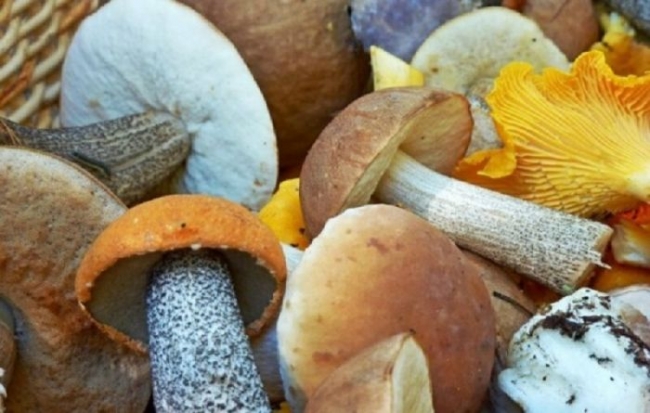 Почему народы Севера не употребляют в пищу грибы