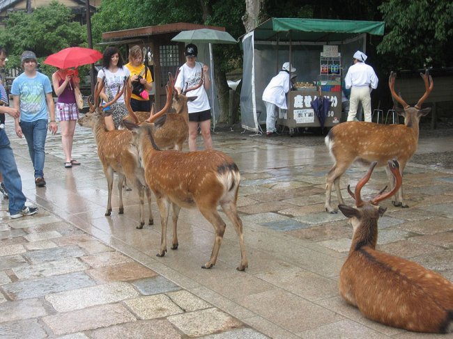 Тысячи оленей на улицах японского города