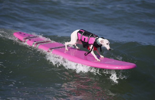 Как прошел самый необычный конкурс сёрфинга в Калифорнии