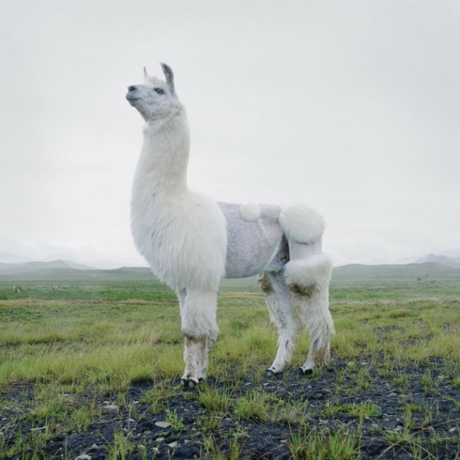 Фотограф Simen Johan