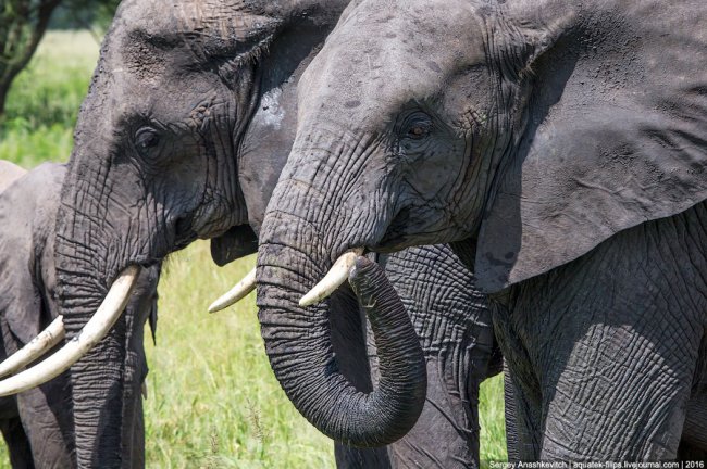 Царство слонов. Национальный парк Тарангире