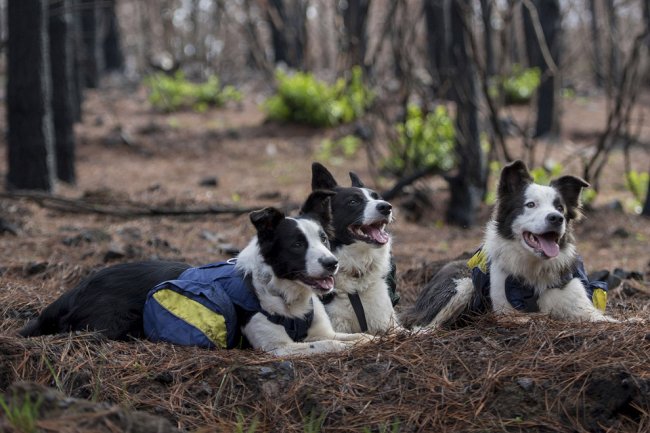 Как собаки помогают восстанавливать чилийские леса