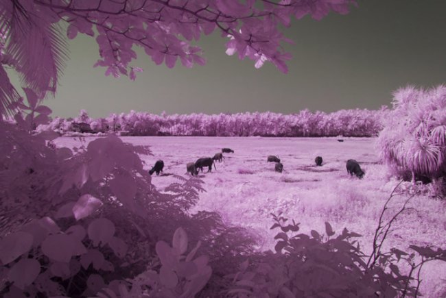 Инфракрасные фото Гоа в межсезонье от индийского фотографа