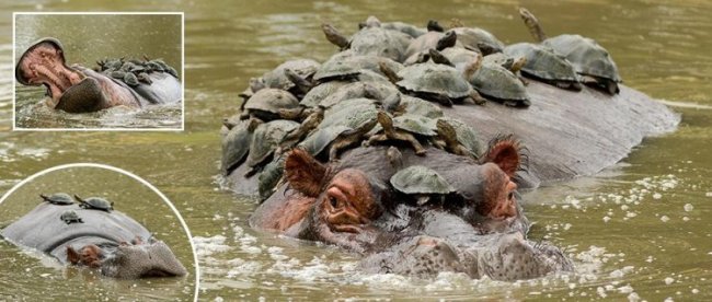 Наглые черепахи используют бегемота как пляж