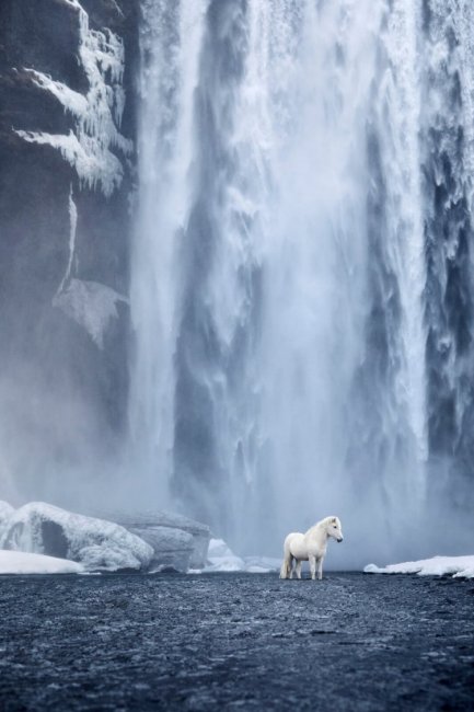Лошади среди эпических исландских пейзажей