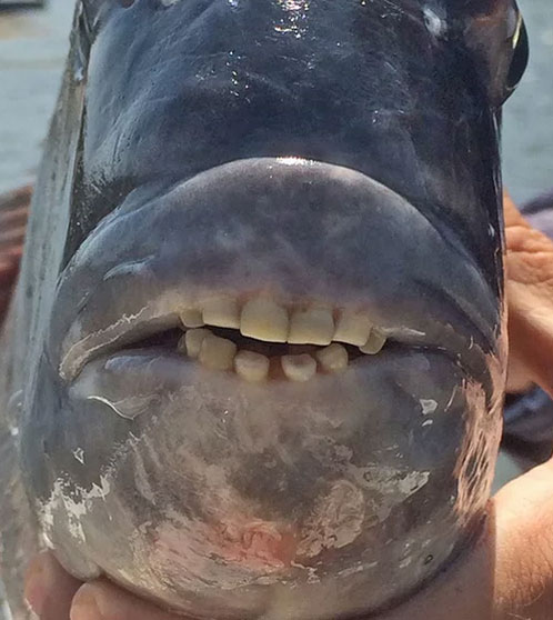 Рыба с зубами название с фото