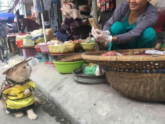 Во Вьетнаме замечен необычный торговец рыбы по имени кот Чо