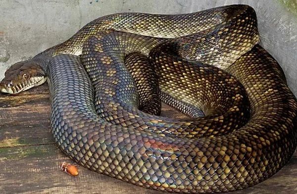 Самая гигантская анаконда в мире и другие огромные и опасные змеи планеты