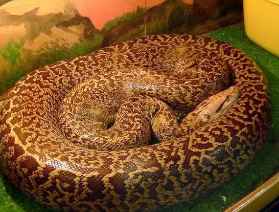 Самая гигантская анаконда в мире и другие огромные и опасные змеи планеты
