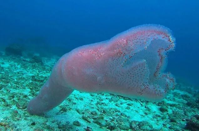 10 самых необычных подводных существ