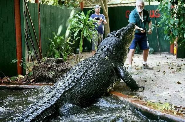 8 самых крупных крокодилов мира