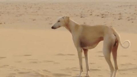 10 самых необычных и оригинальных собак в мире