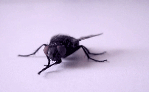 Для чего мухи потирают лапками